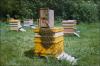 Bee farm Silaunieki